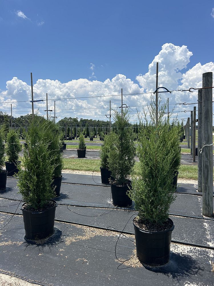 juniperus-virginiana-eastern-red-cedar