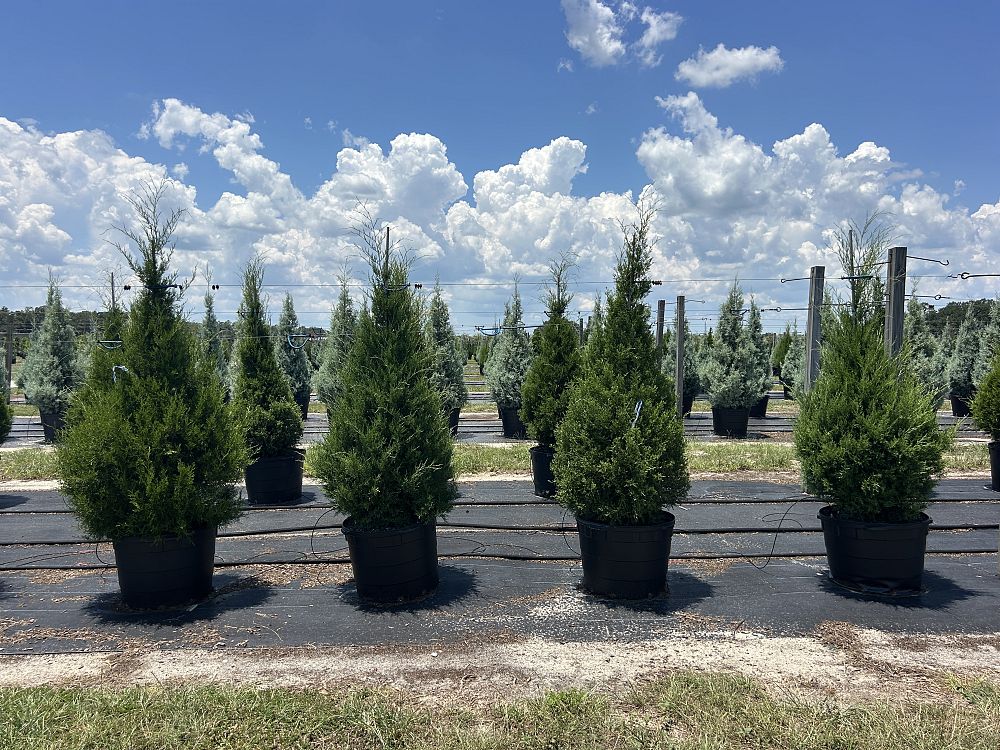 juniperus-virginiana-eastern-red-cedar