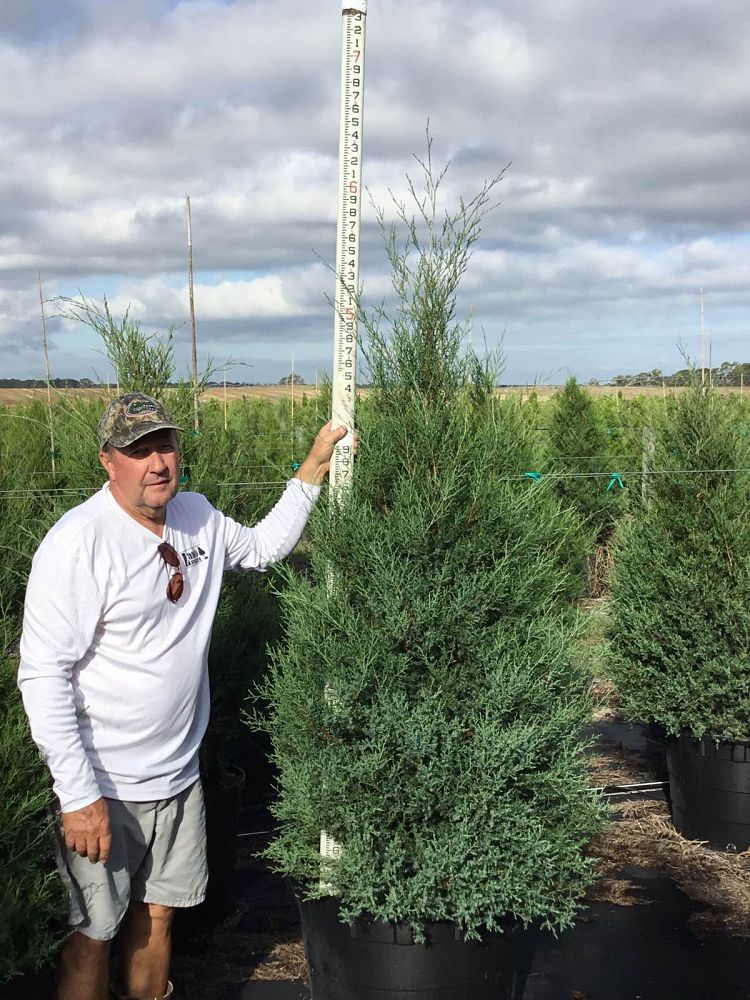 juniperus-virginiana-eastern-red-cedar