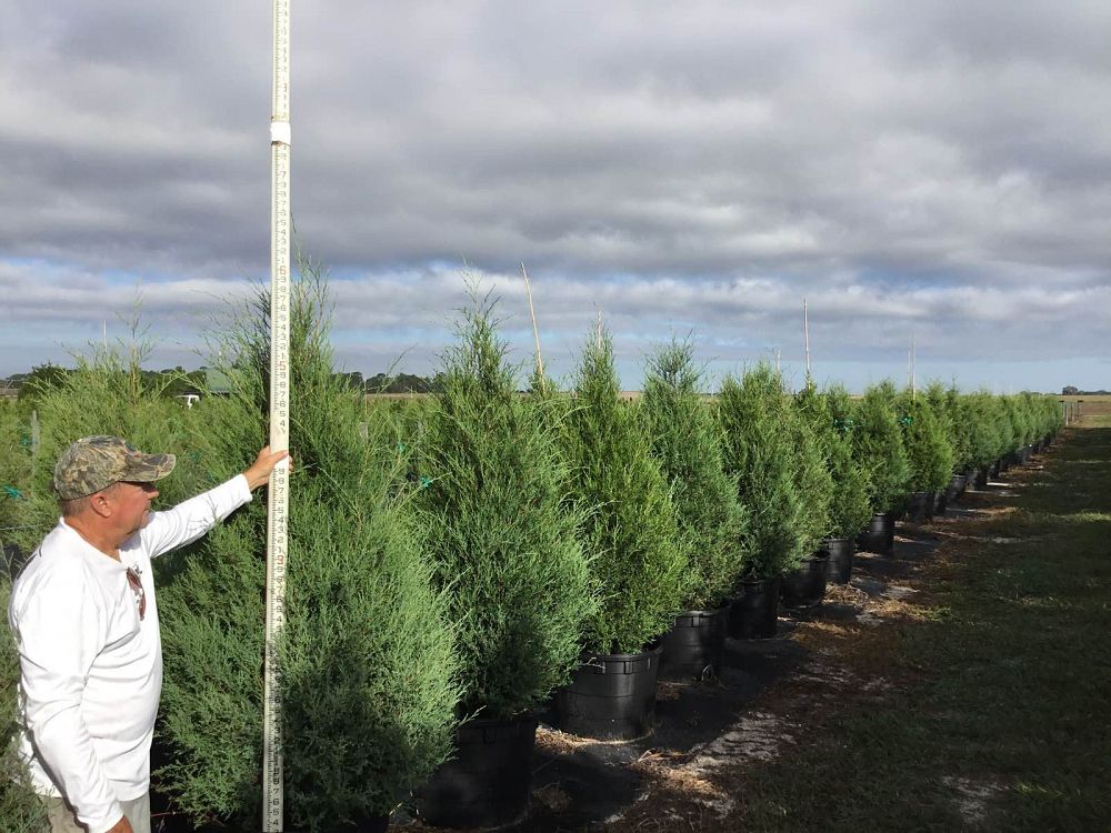 juniperus-virginiana-eastern-red-cedar