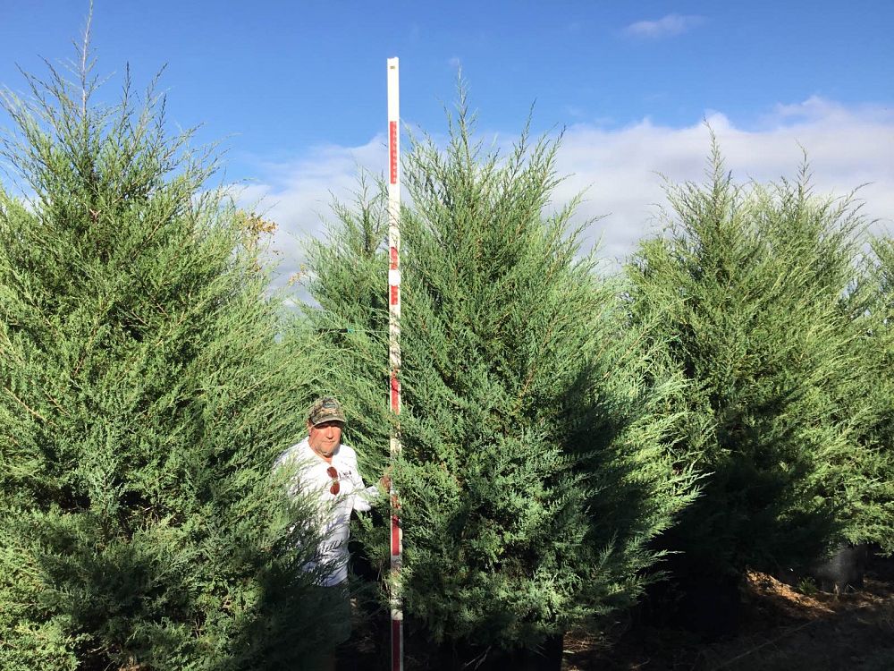 juniperus-virginiana-eastern-red-cedar