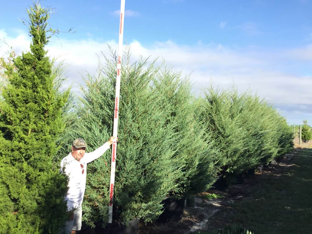 juniperus-virginiana-eastern-red-cedar