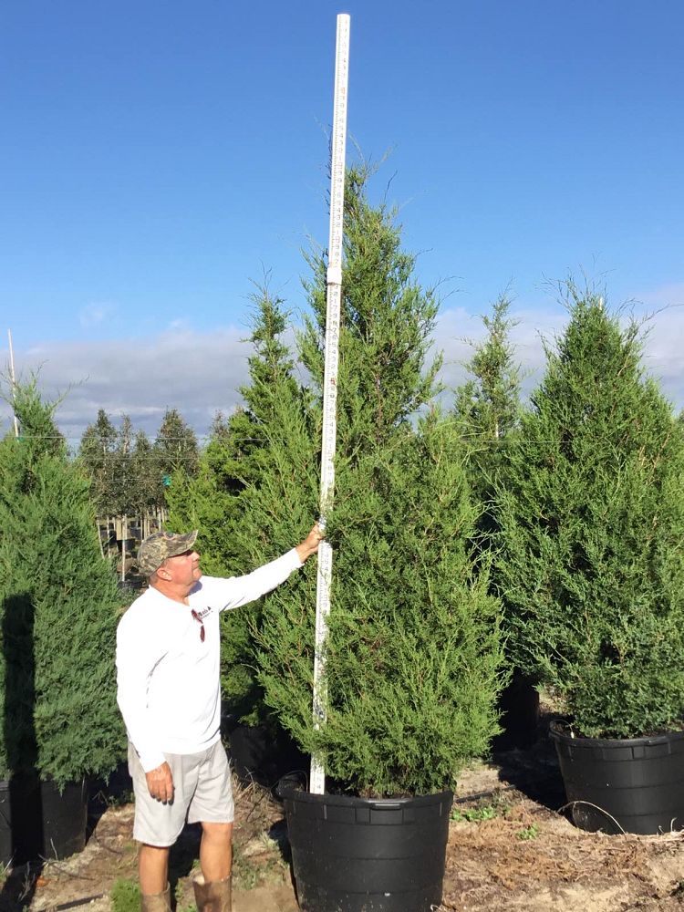 juniperus-virginiana-eastern-red-cedar