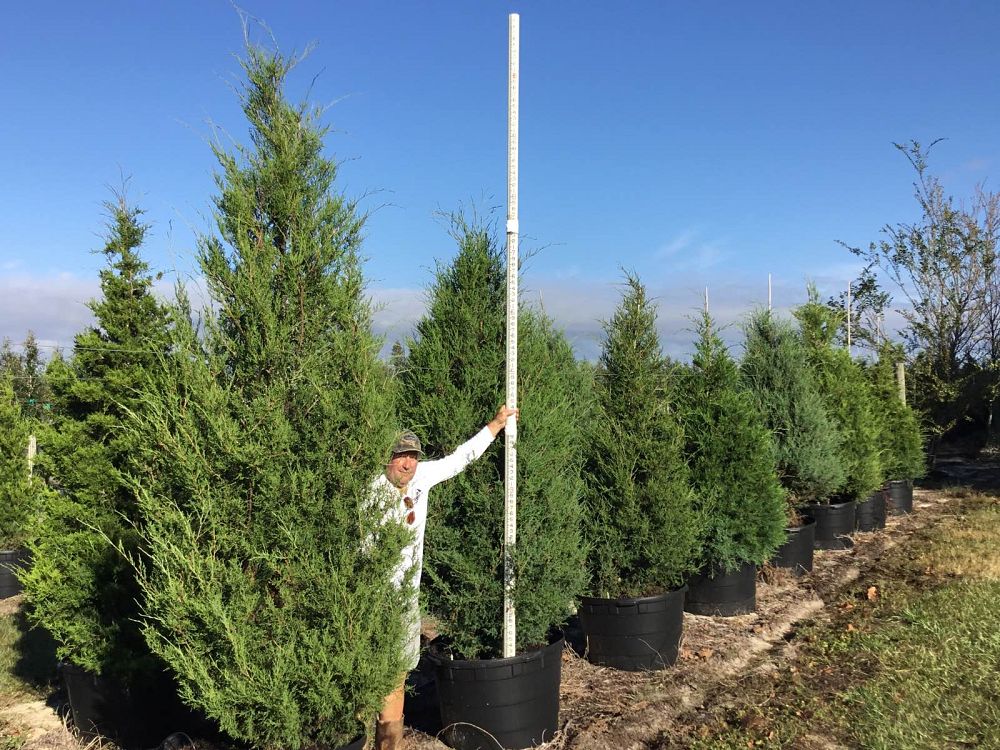 juniperus-virginiana-eastern-red-cedar