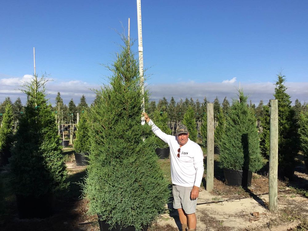 juniperus-virginiana-eastern-red-cedar
