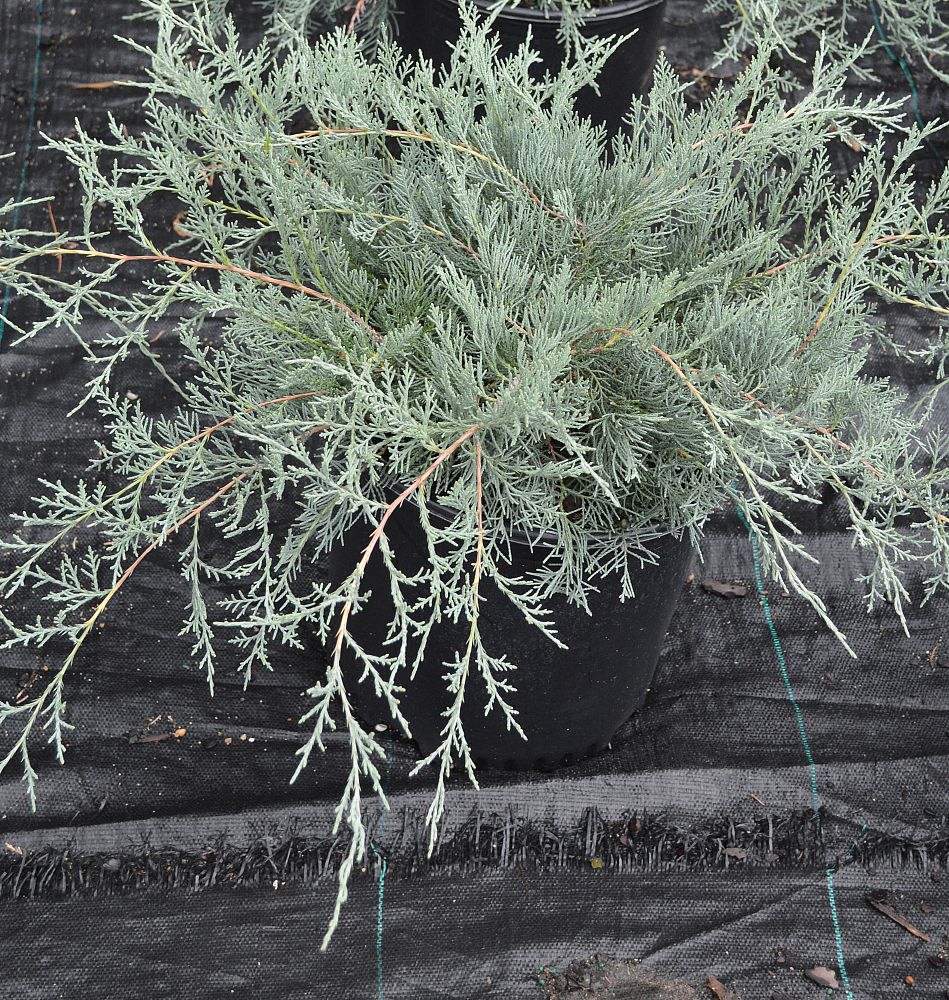 juniperus-virginiana-grey-owl-eastern-red-cedar