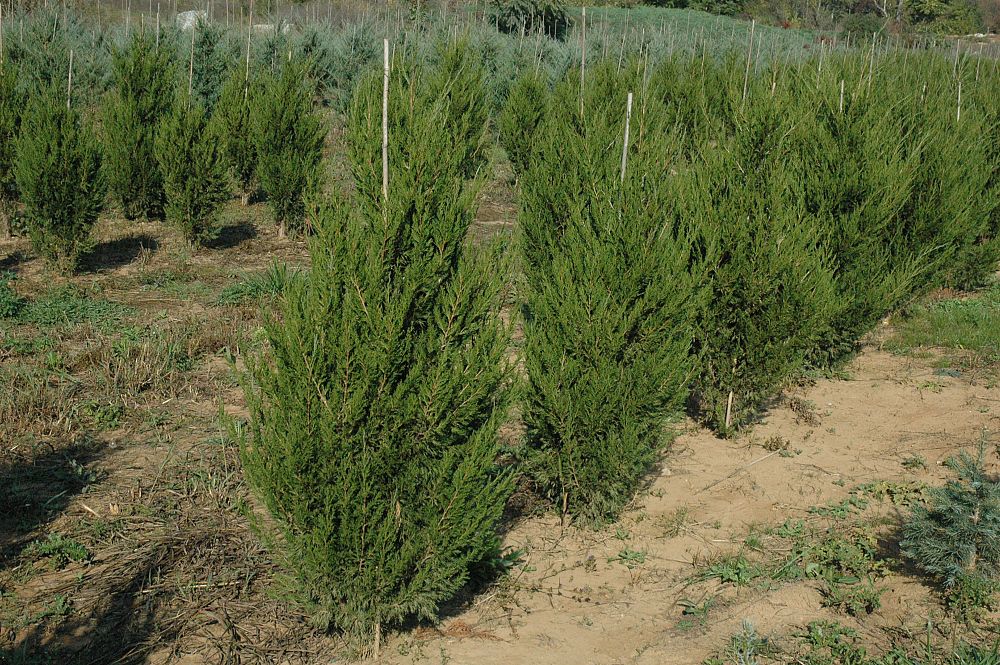 juniperus-virginiana-hillspire-eastern-red-cedar