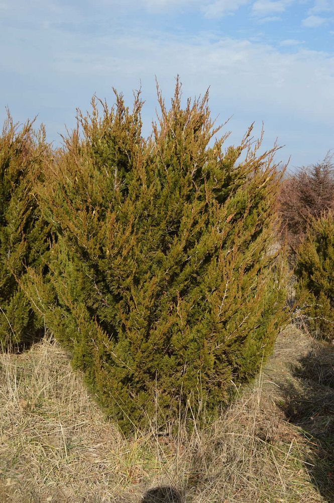 juniperus-virginiana-idyllwild-eastern-red-cedar
