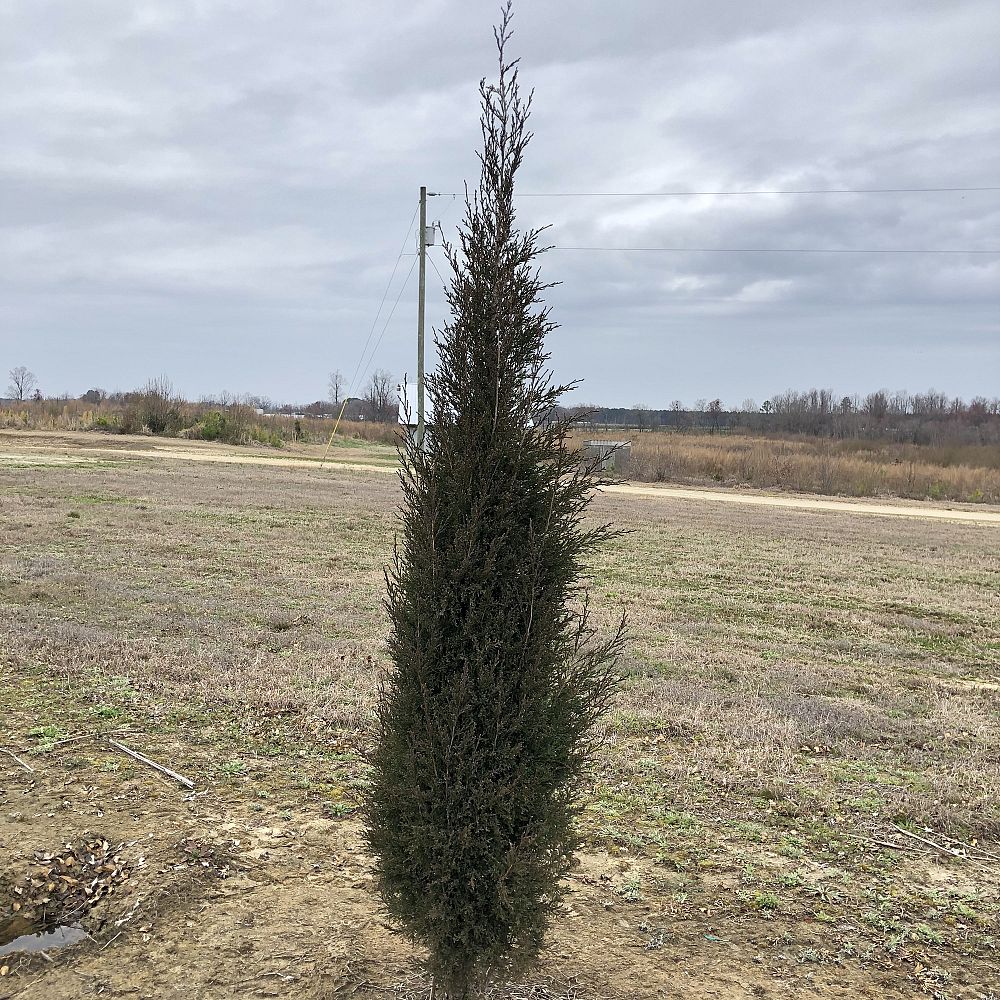 juniperus-virginiana-taylor-eastern-red-cedar