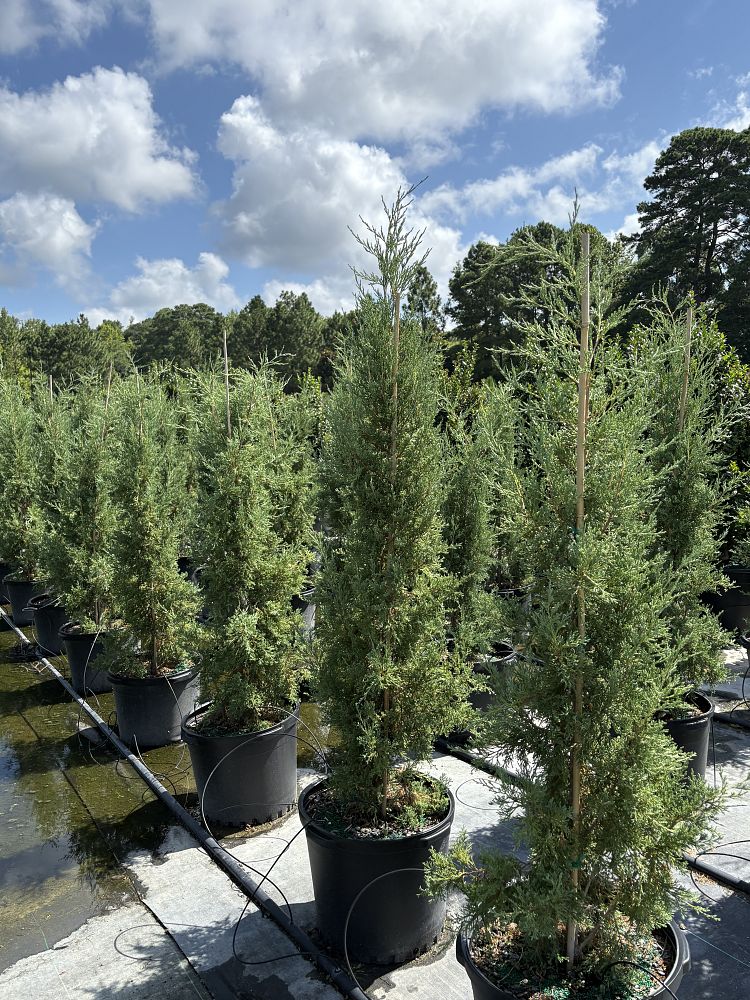 juniperus-virginiana-taylor-eastern-red-cedar