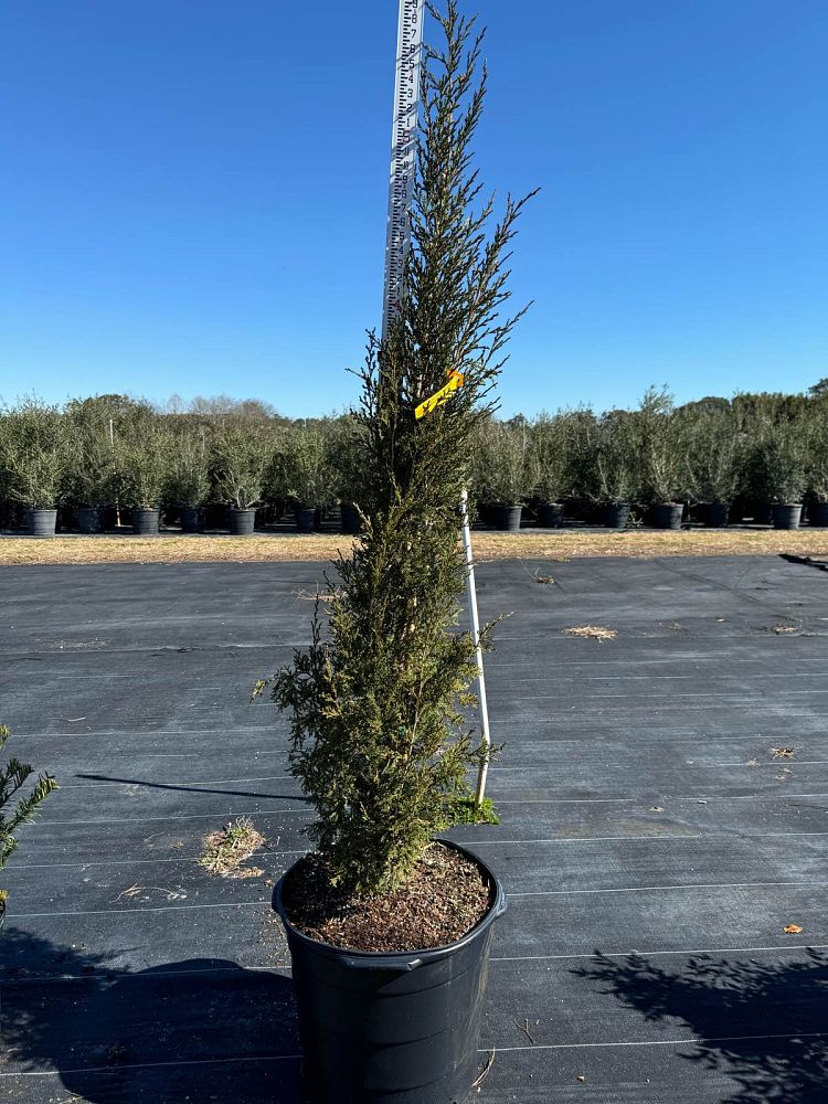 juniperus-virginiana-taylor-eastern-red-cedar