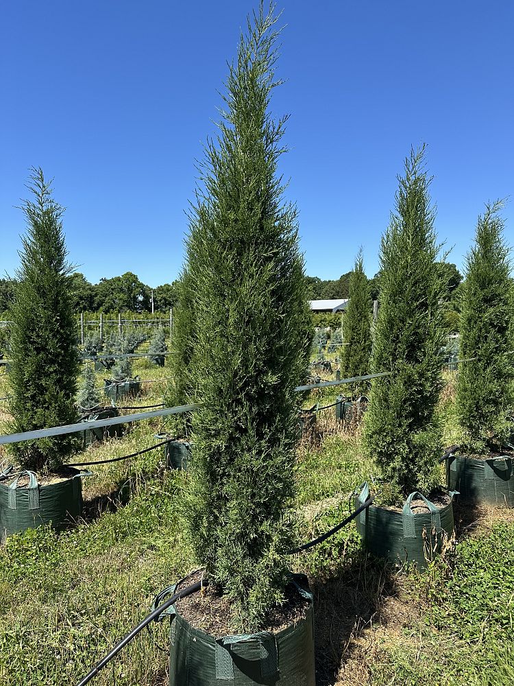 juniperus-virginiana-taylor-eastern-red-cedar