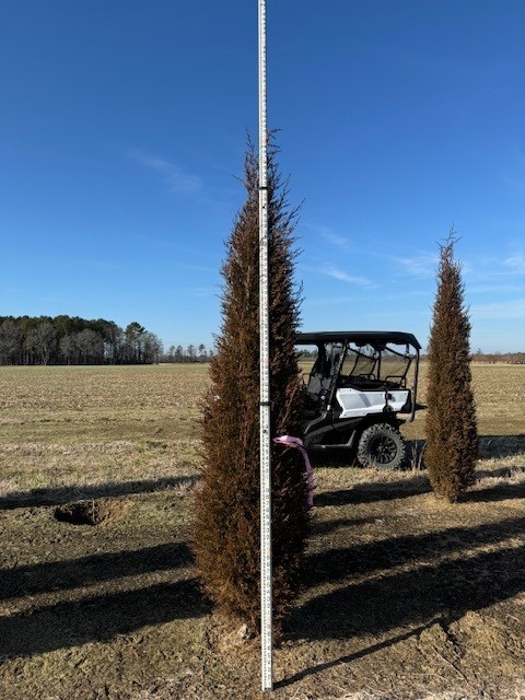 juniperus-virginiana-taylor-eastern-red-cedar