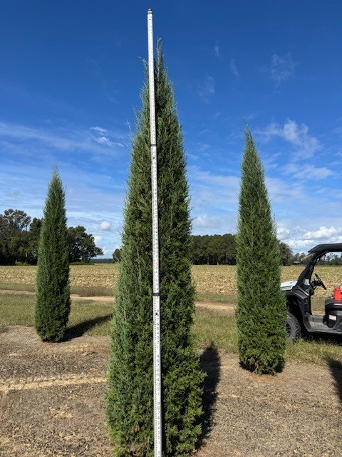 juniperus-virginiana-taylor-eastern-red-cedar