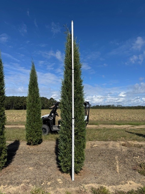 juniperus-virginiana-taylor-eastern-red-cedar