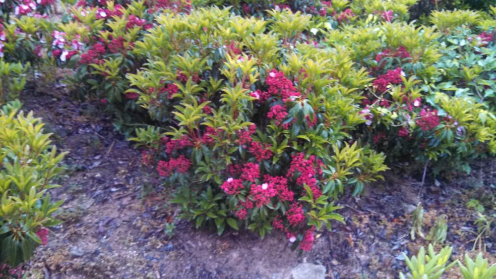 kalmia-latifolia-sarah-mountain-laurel