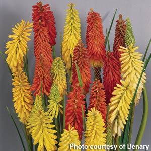 kniphofia-uvaria-flamenco-mix-red-hot-poker