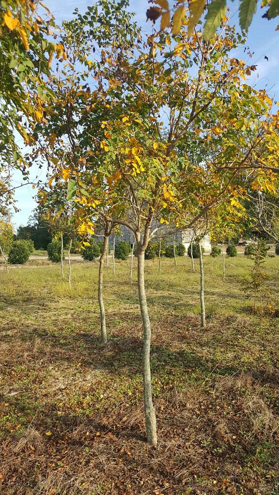 koelreuteria-paniculata-goldenrain-tree