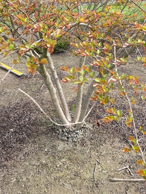 lagerstroemia-acoma-crape-myrtle