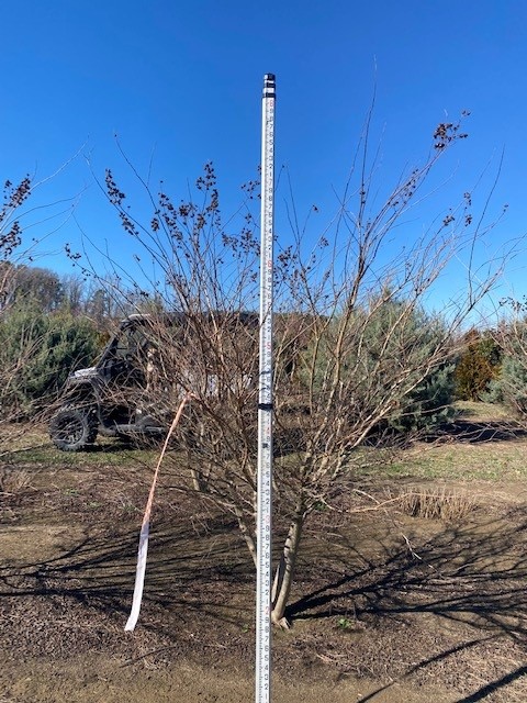 lagerstroemia-acoma-crape-myrtle