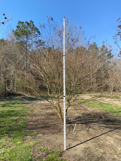 lagerstroemia-acoma-crape-myrtle