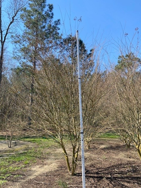 lagerstroemia-acoma-crape-myrtle