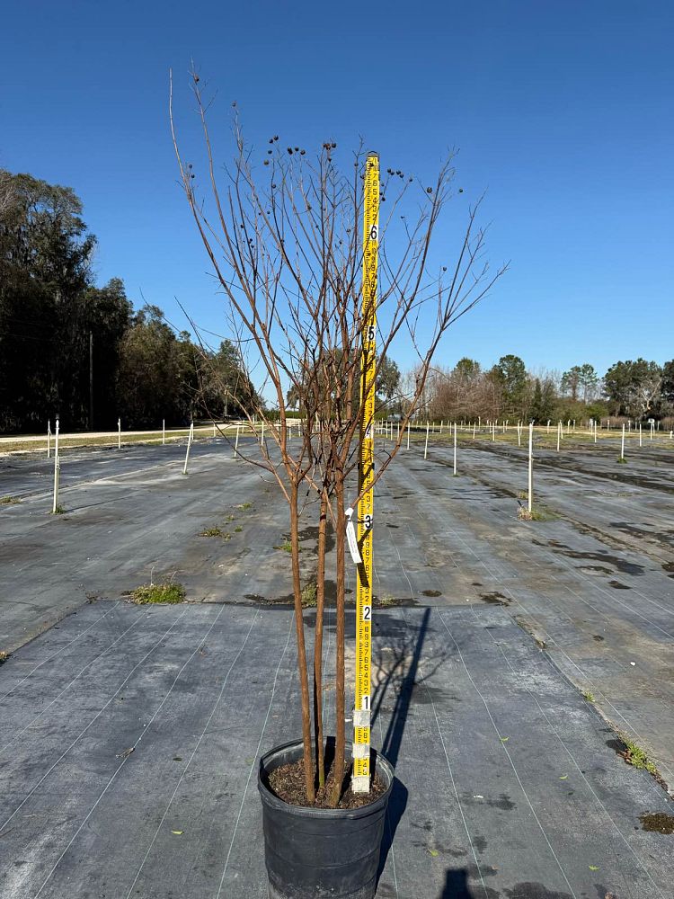lagerstroemia-colorama-scarlet-crape-myrtle