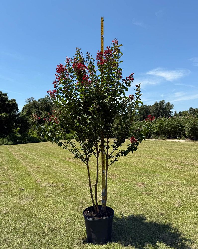 lagerstroemia-colorama-scarlet-crape-myrtle