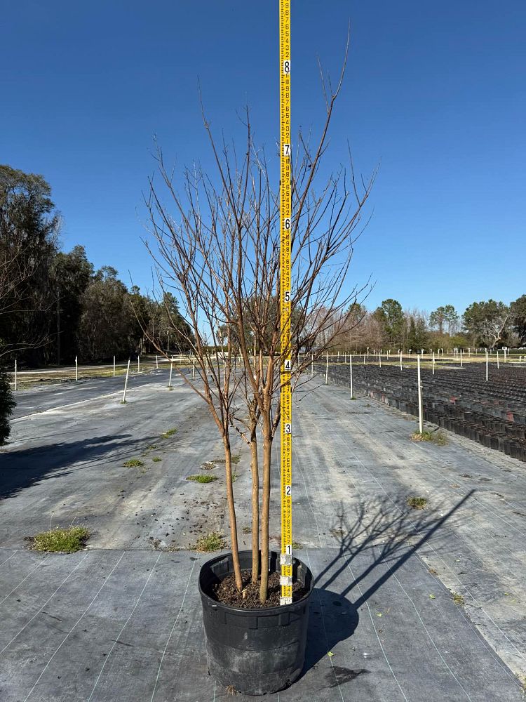 lagerstroemia-colorama-scarlet-crape-myrtle
