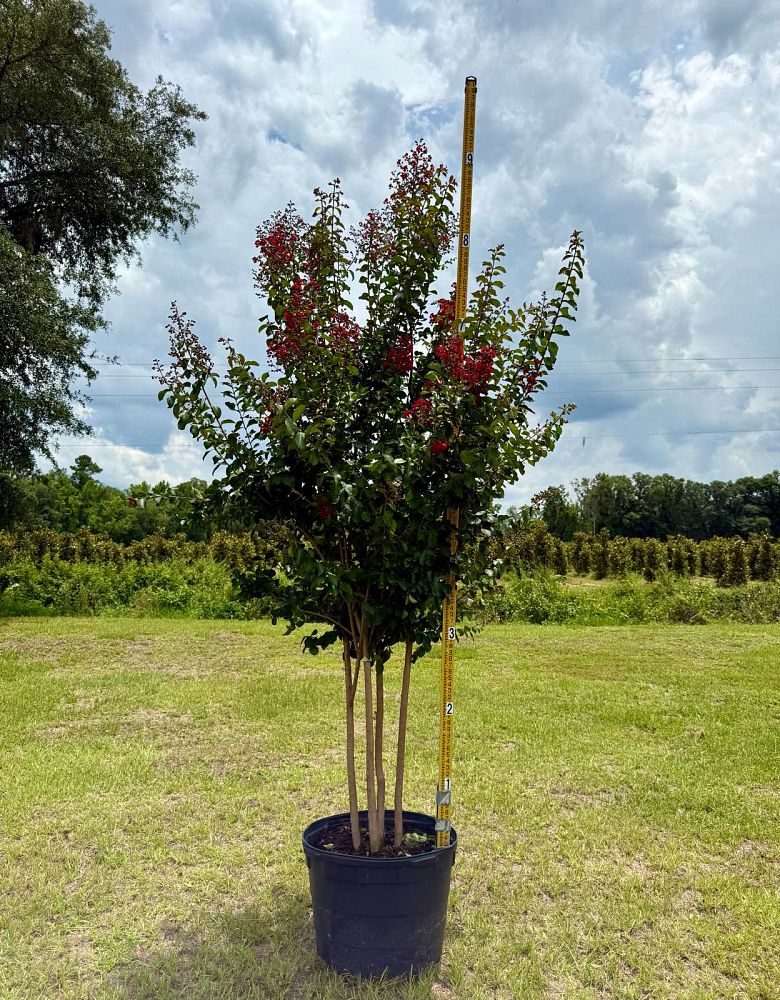 lagerstroemia-colorama-scarlet-crape-myrtle