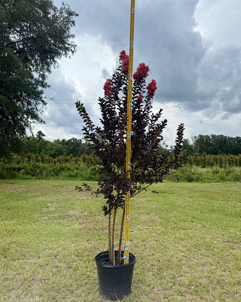 lagerstroemia-coral-boom-crapemyrtle