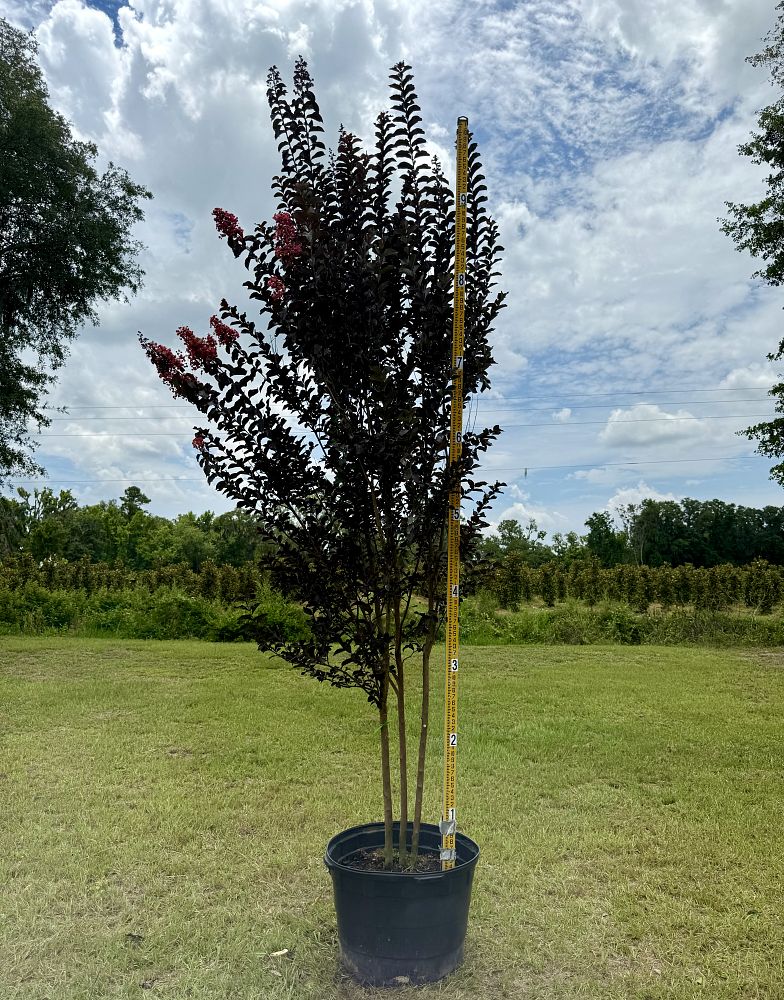 lagerstroemia-coral-boom-crapemyrtle
