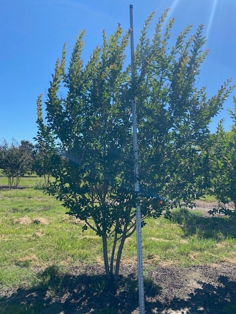 lagerstroemia-fauriei-miami-japanese-crape-myrtle