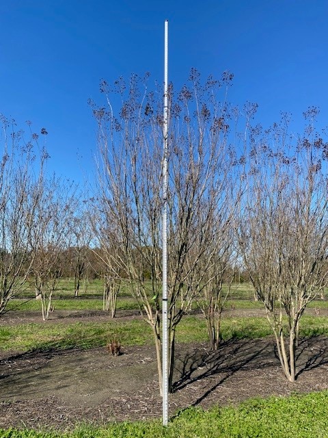 lagerstroemia-fauriei-miami-japanese-crape-myrtle