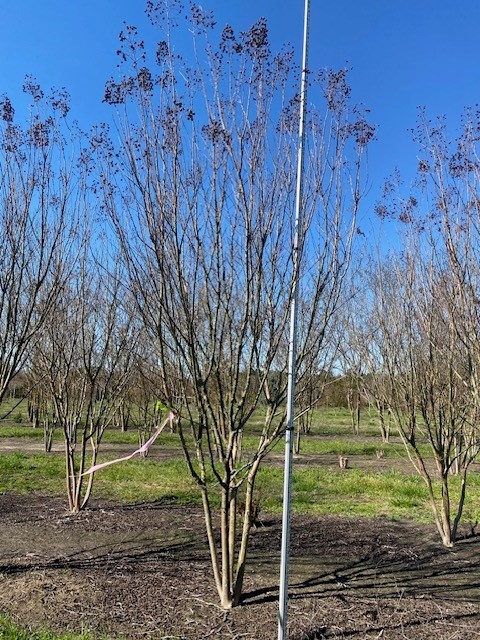 lagerstroemia-fauriei-miami-japanese-crape-myrtle