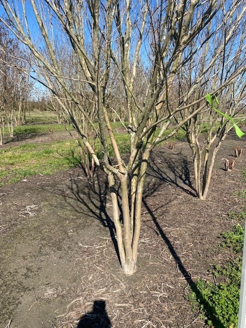 lagerstroemia-fauriei-miami-japanese-crape-myrtle