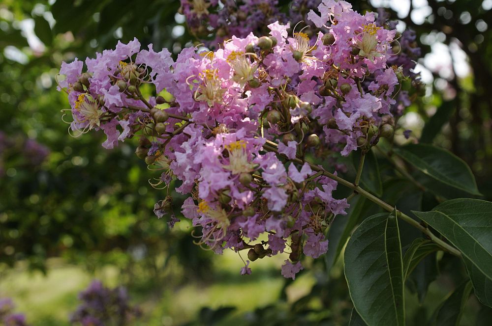 lagerstroemia-fauriei-muskogee-japanese-crape-myrtle