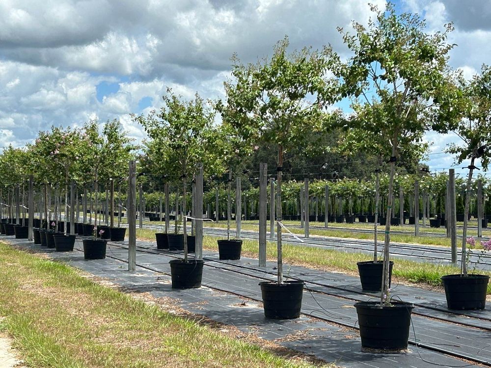 lagerstroemia-fauriei-muskogee-japanese-crape-myrtle