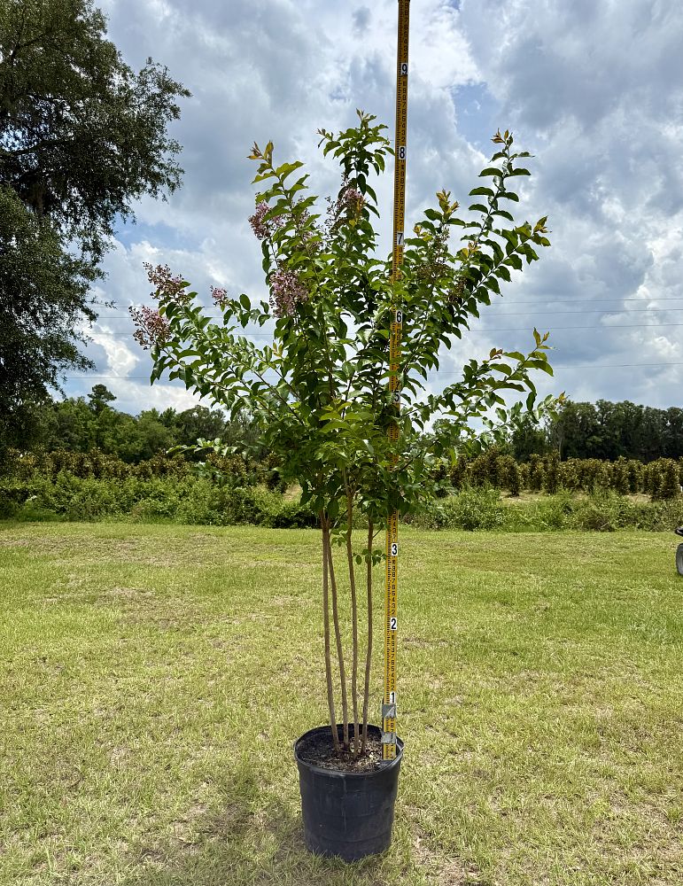 lagerstroemia-fauriei-muskogee-japanese-crape-myrtle