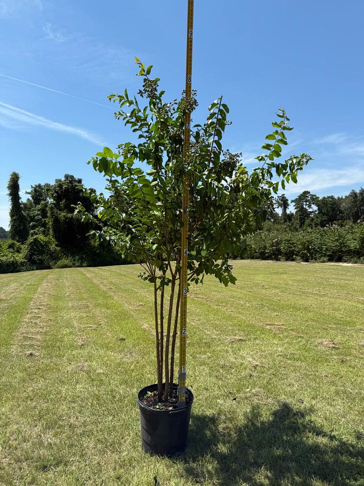 lagerstroemia-fauriei-muskogee-japanese-crape-myrtle