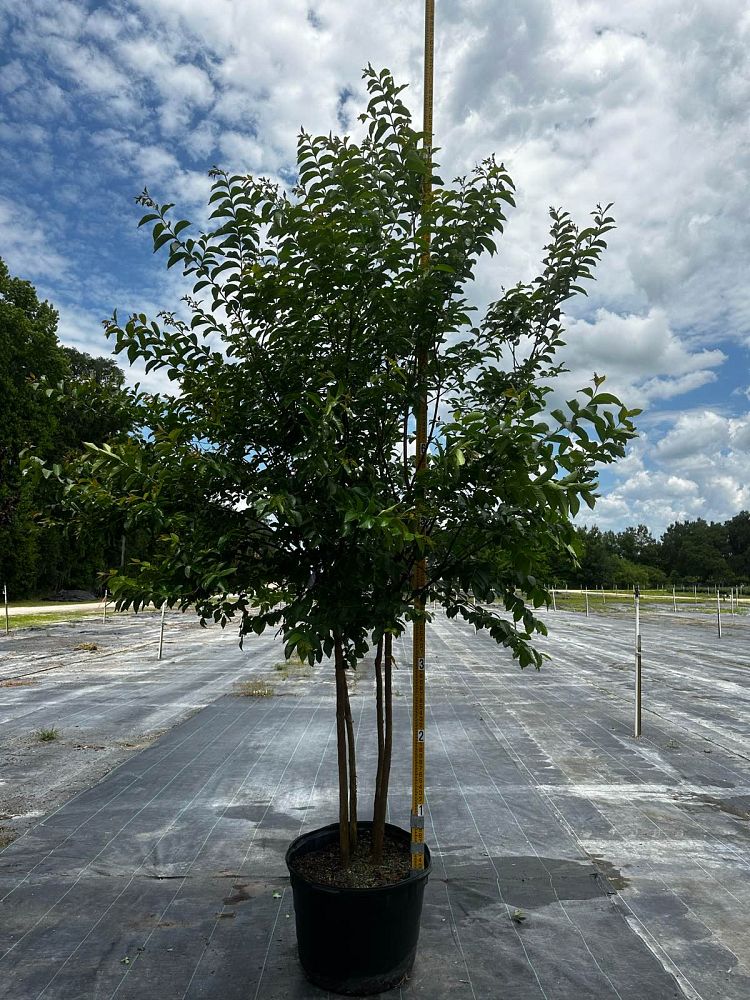 lagerstroemia-fauriei-muskogee-japanese-crape-myrtle