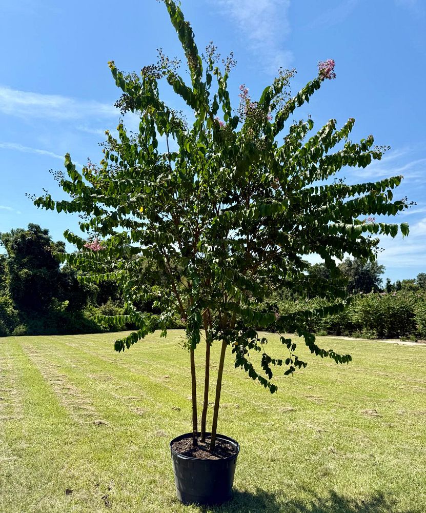 lagerstroemia-fauriei-muskogee-japanese-crape-myrtle