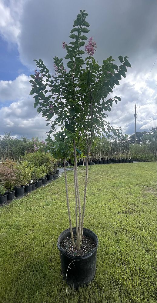 lagerstroemia-fauriei-muskogee-japanese-crape-myrtle