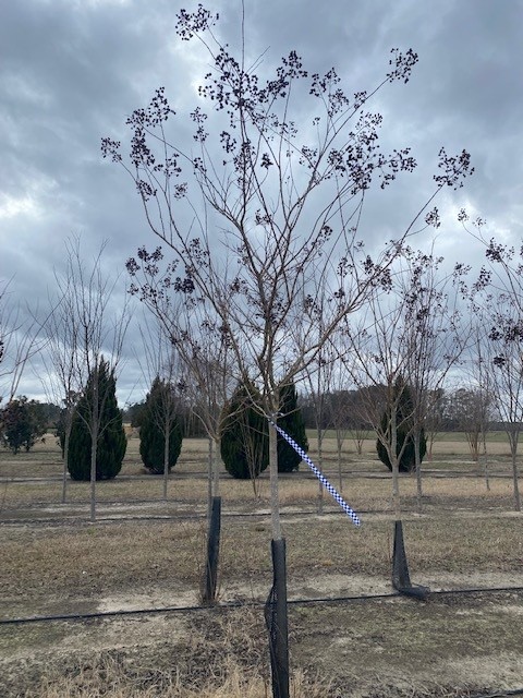 lagerstroemia-fauriei-muskogee-japanese-crape-myrtle