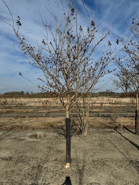 lagerstroemia-fauriei-muskogee-japanese-crape-myrtle