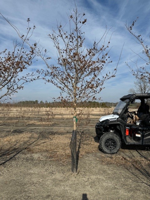 lagerstroemia-fauriei-muskogee-japanese-crape-myrtle