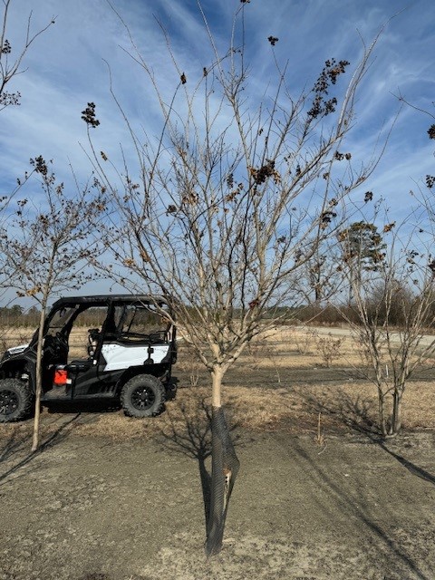 lagerstroemia-fauriei-muskogee-japanese-crape-myrtle