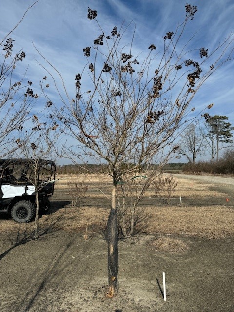 lagerstroemia-fauriei-muskogee-japanese-crape-myrtle