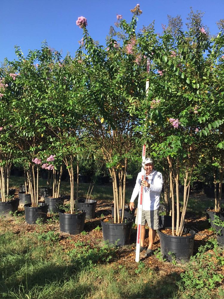 lagerstroemia-fauriei-muskogee-japanese-crape-myrtle