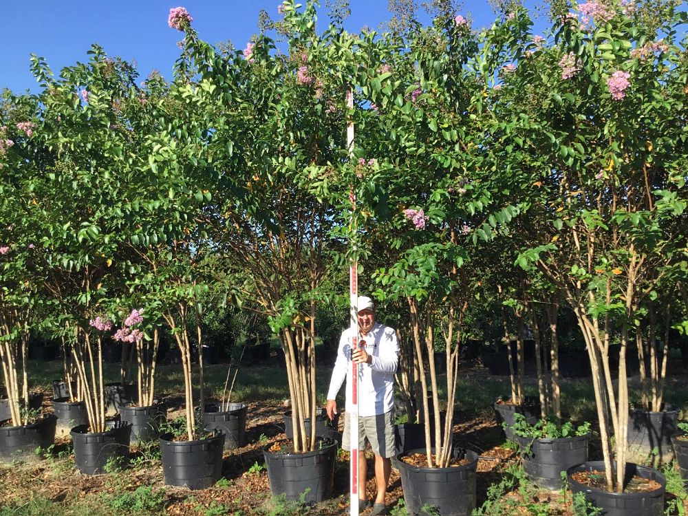 lagerstroemia-fauriei-muskogee-japanese-crape-myrtle